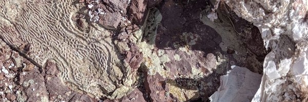 PaleoBadger Profile Banner