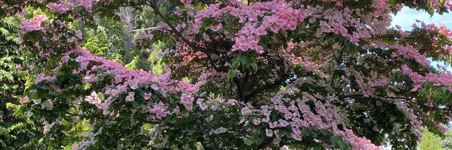 beautifulbc99's profile banner image