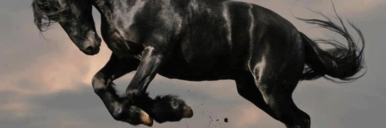 Gony2474's profile banner image