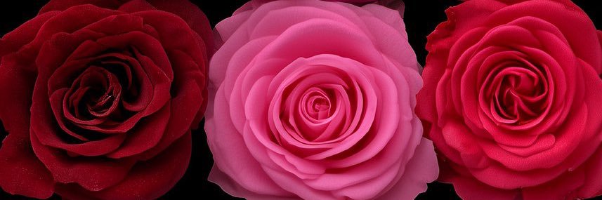 cecelikechanel's profile banner image