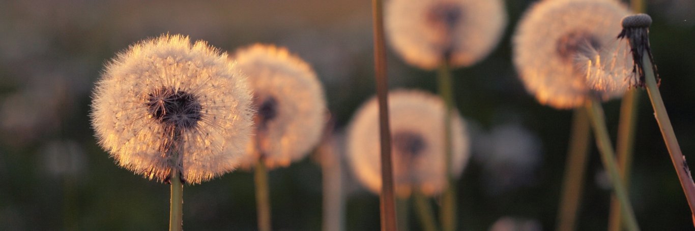 AngelicaTrassi's profile banner image