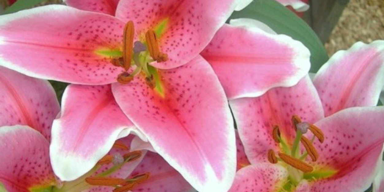 KateMarieLife's profile banner image
