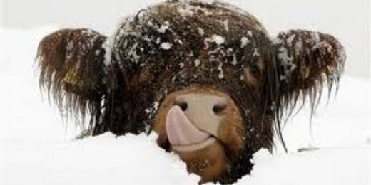 Pauline Martin banner