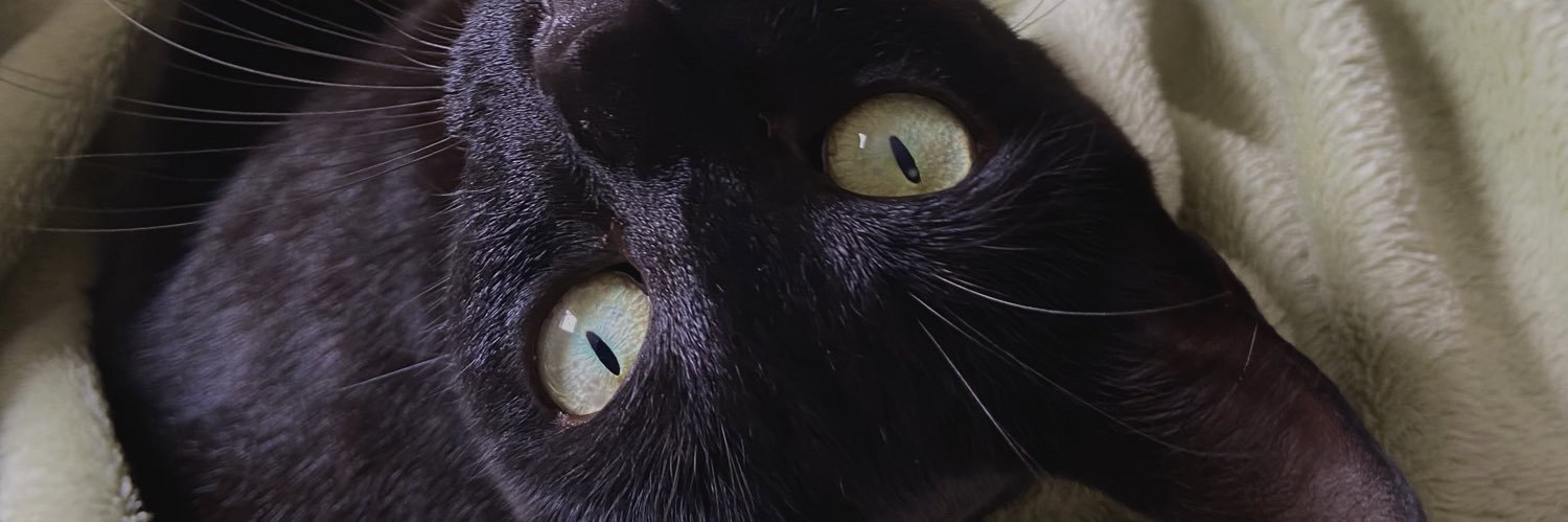georgiaabib's profile banner image