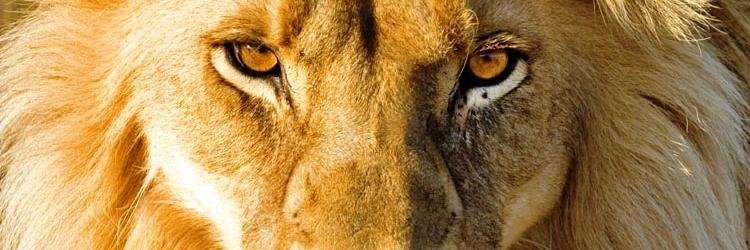 ernibser's profile banner image