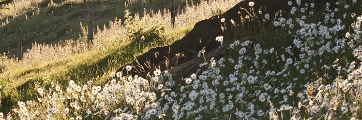 aurareves's profile banner image