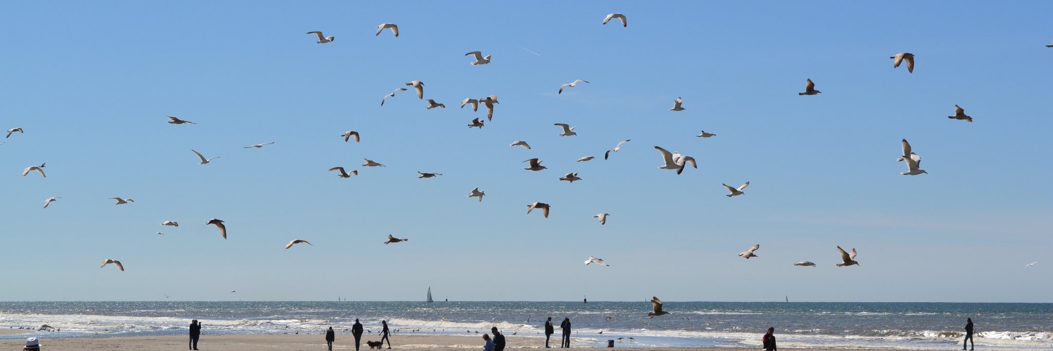 Carolien de Kovel banner