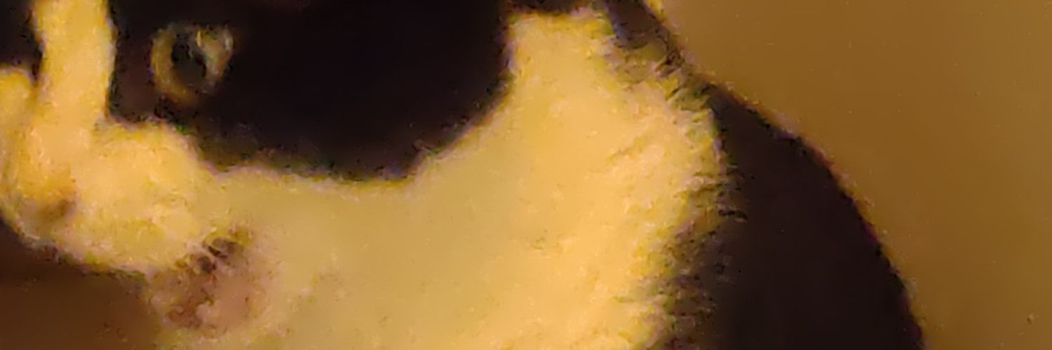 daniellopes44's profile banner image