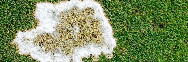 Tim_Allturf Profile Banner