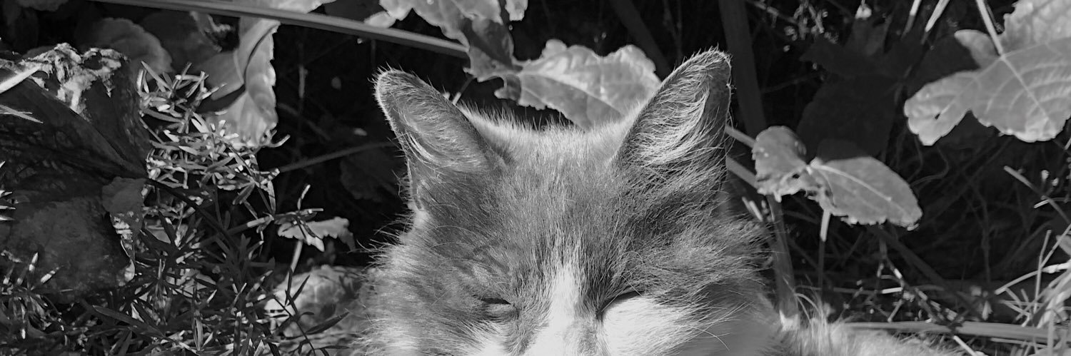 candecinq's profile banner image