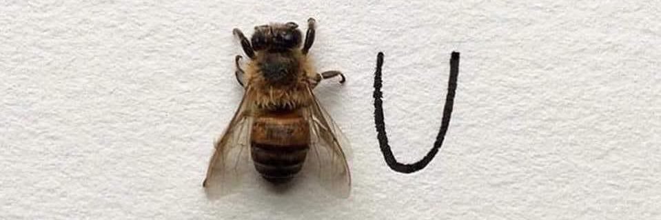 carlamarmolt's profile banner image