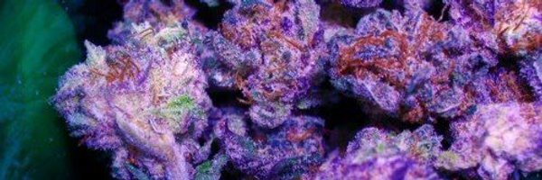 OnlyAlphaDawg Profile Banner