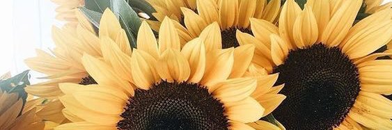 StephanieeShort's profile banner image