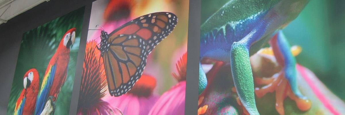 Steelespaint's profile banner image