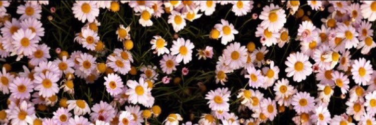 acalccccc's profile banner image
