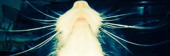 oatmealislove's profile banner image
