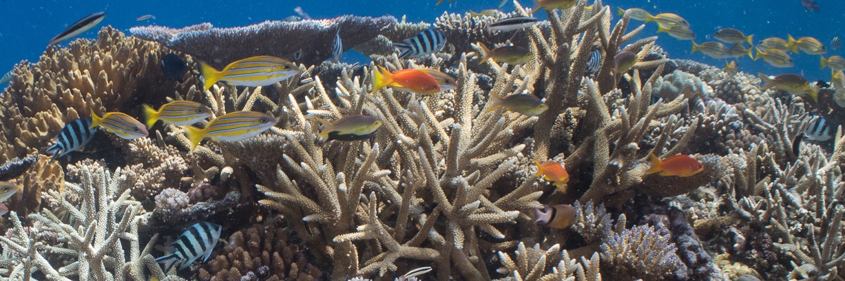 Jennifer Marohasy banner