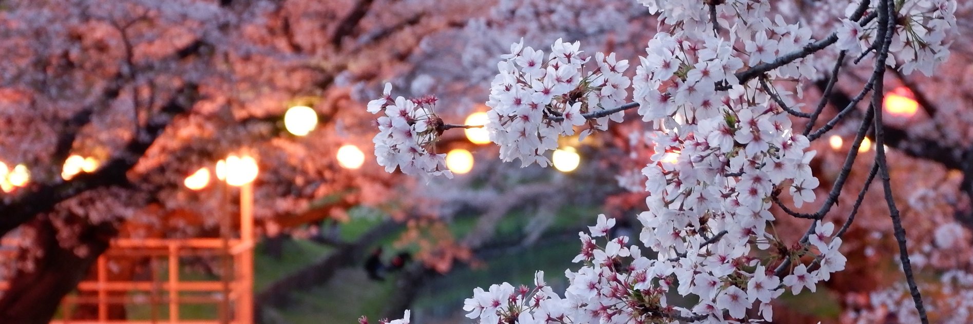 celiaintokyo's profile banner image