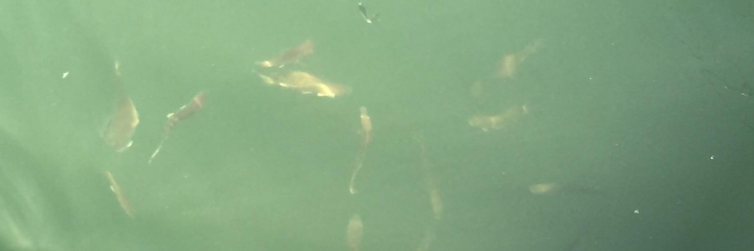 fishinman8's profile banner image
