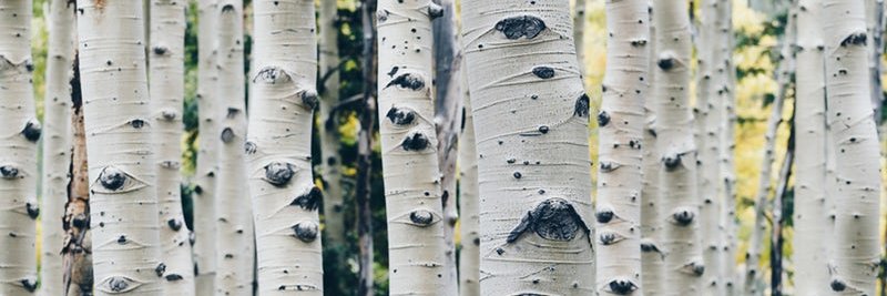 COSOPHE banner