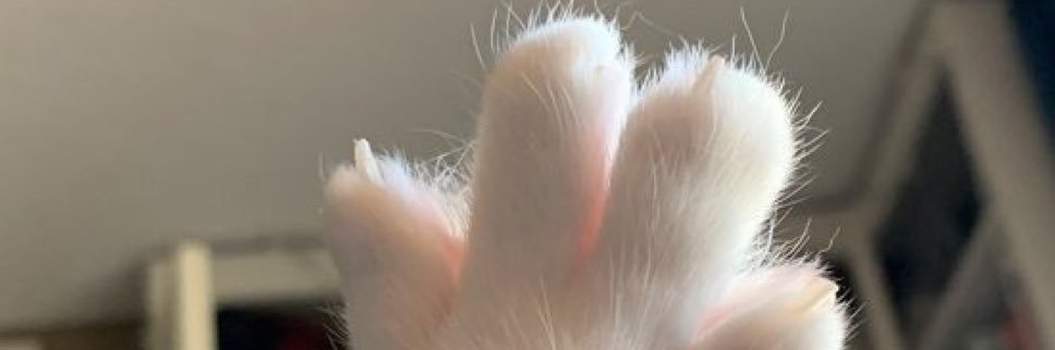 zeppeliino's profile banner image