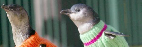KangarooCon's profile banner image