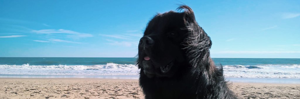 SamMatalone's profile banner image