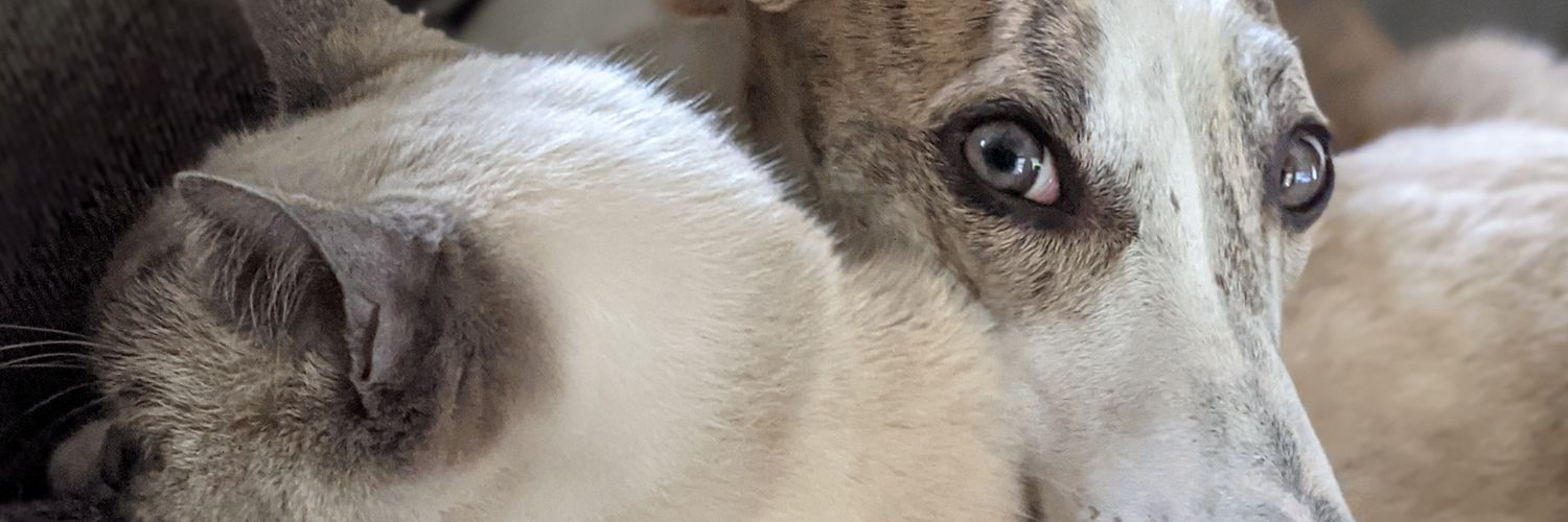 Ryan Small Boats (Sea-Doos) banner