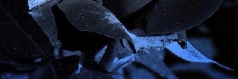 pandaking0521's profile banner image