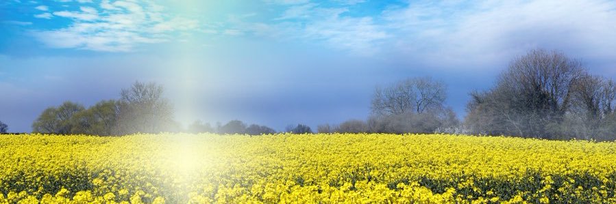 Aileen McLeish banner