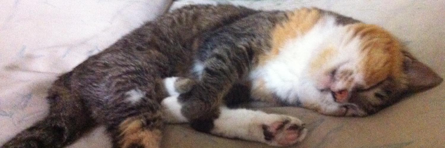cat_tkmn's profile banner image