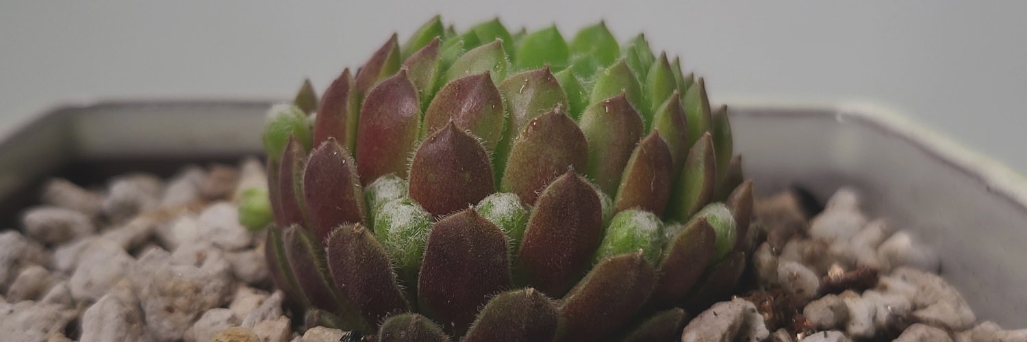 licoyas (リコヤス) banner