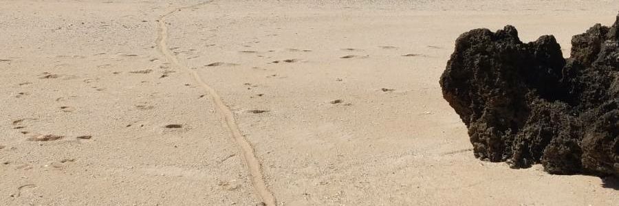 Alisi Redfern banner