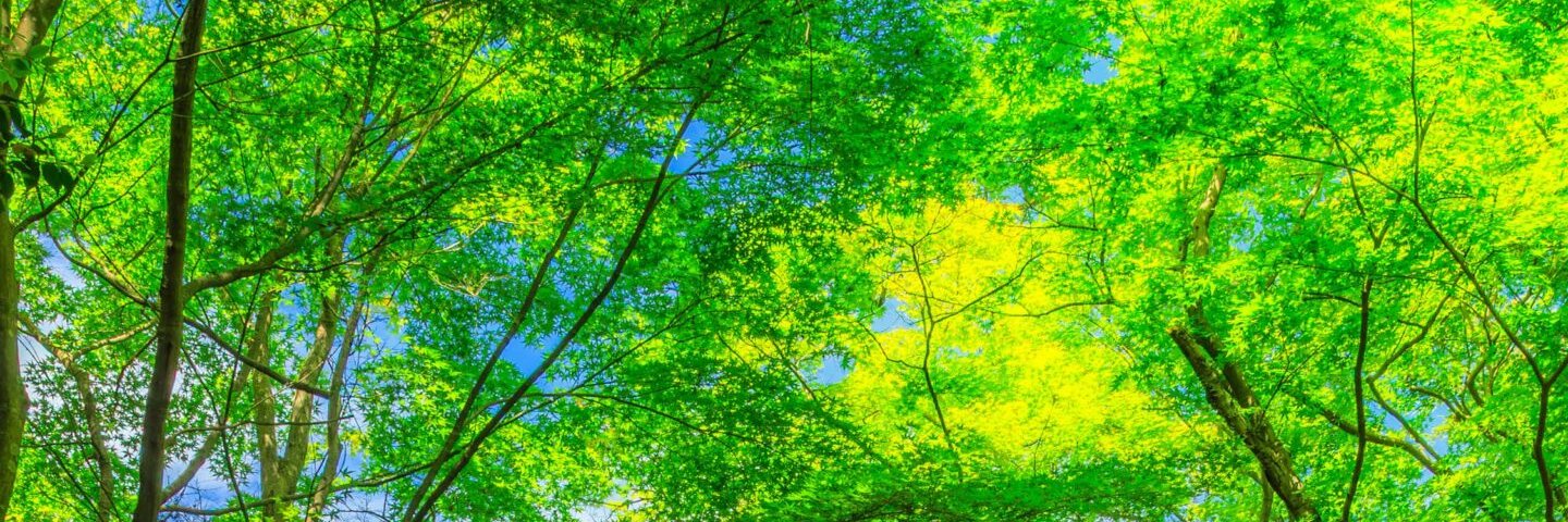 fluits_clipper's profile banner image