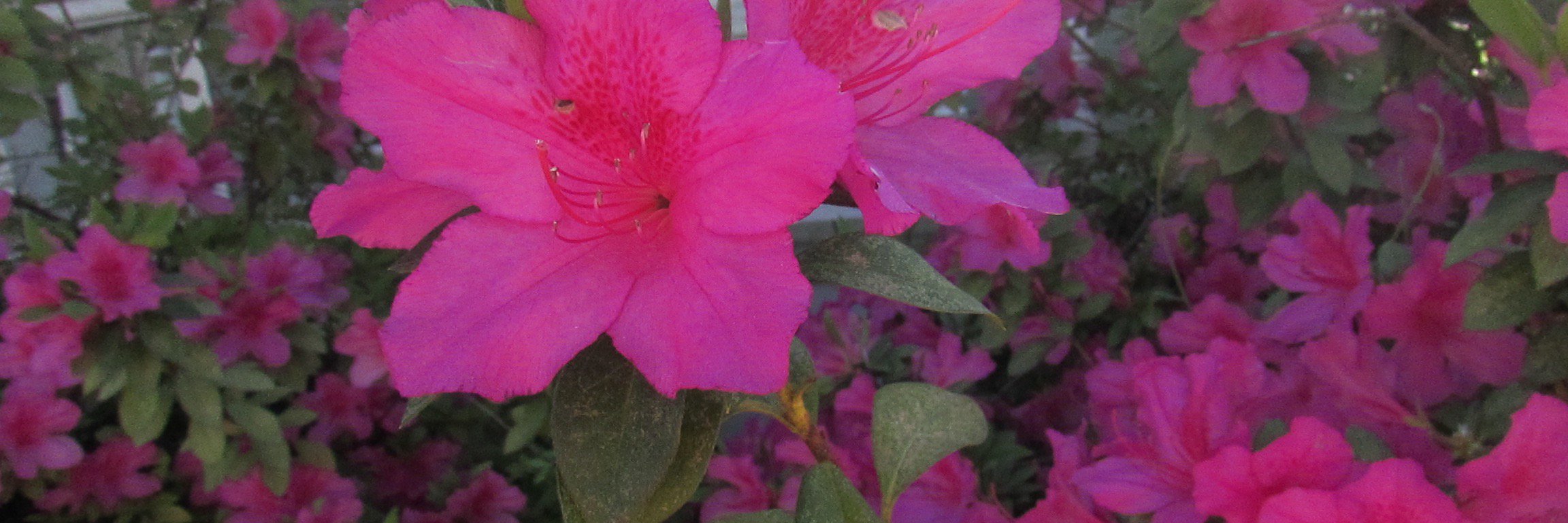 THEDELL2's profile banner image
