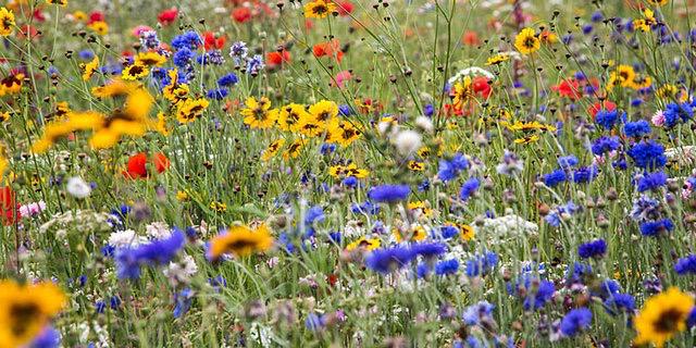 BeechtreeBees's profile banner image