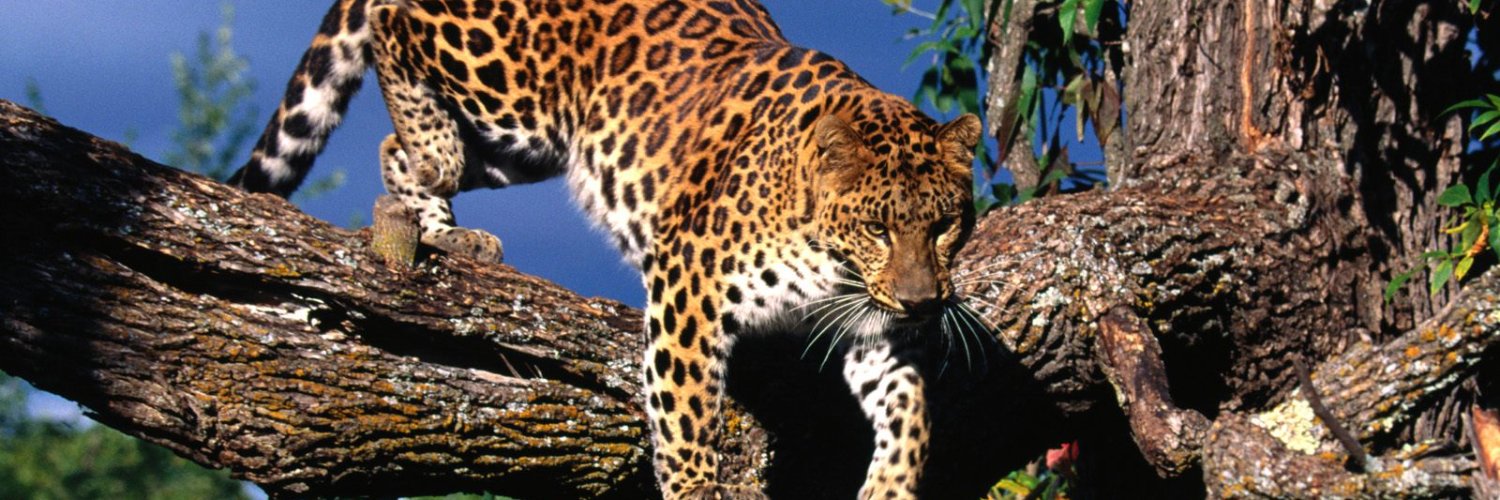 kateetang's profile banner image