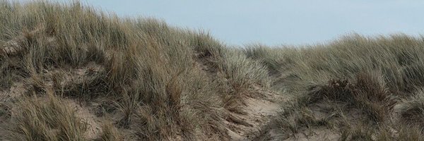 gierrofo Profile Banner