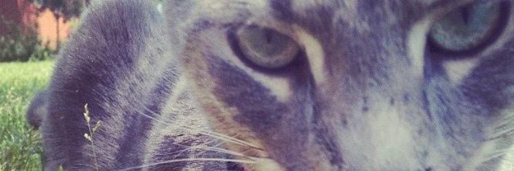 AllyIvey93's profile banner image