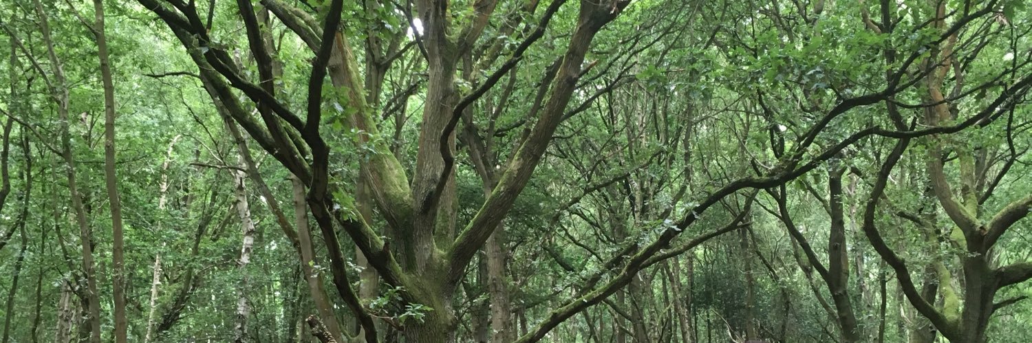 E. Matthew Husband banner