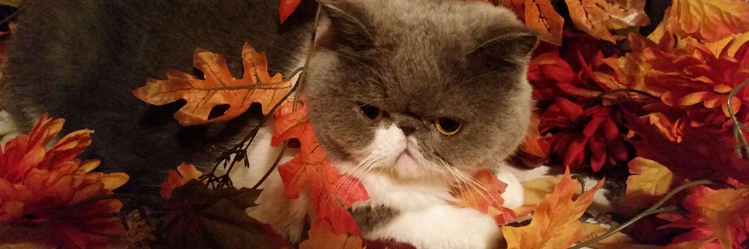 CatPupa's profile banner image