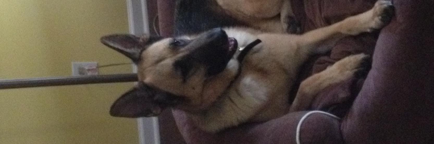 Nicholas Govito banner