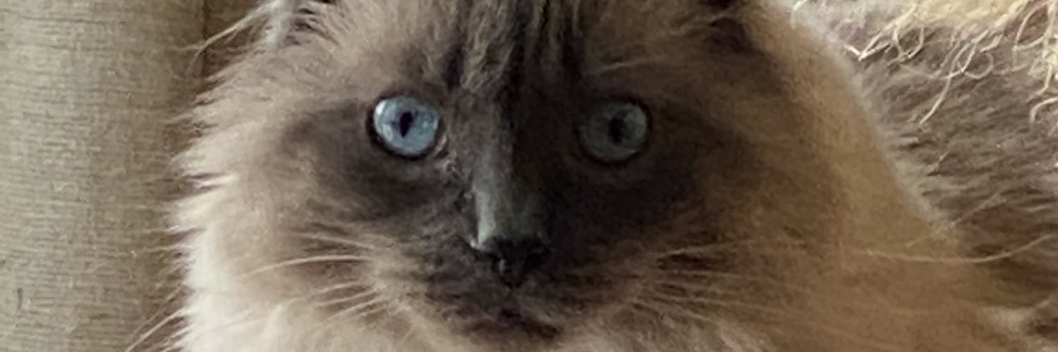 meadllar's profile banner image