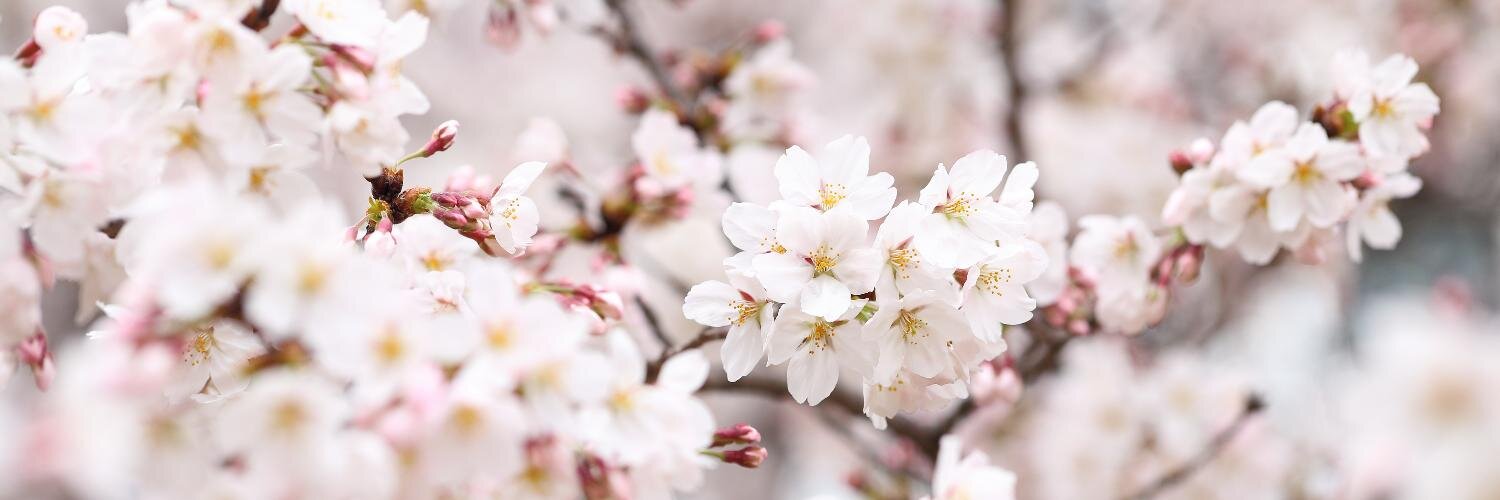 市長＠5D4/7D2 banner