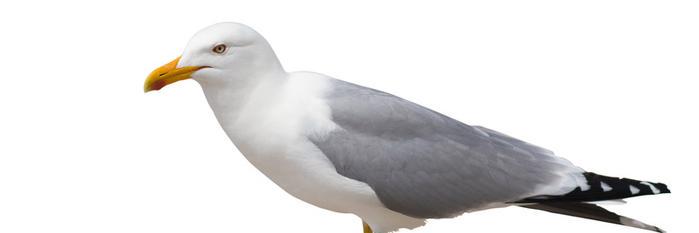 SeagullDefence's profile banner image
