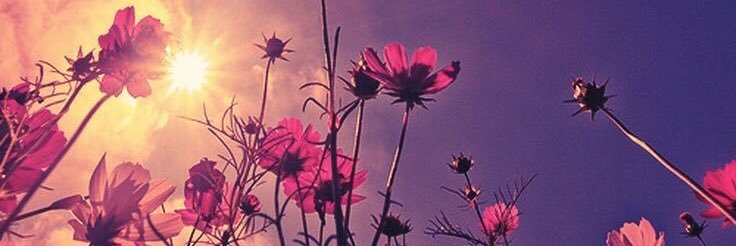 Aliii_Cat's profile banner image