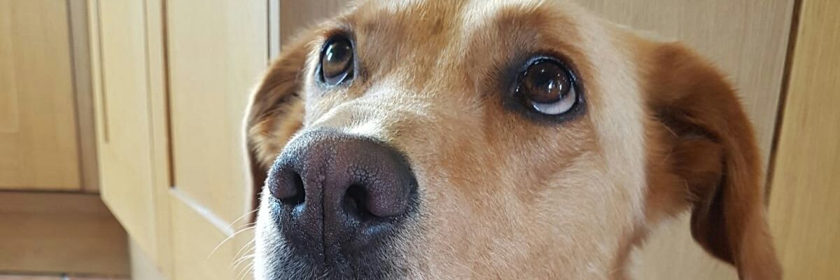 Barnasaurus's profile banner image