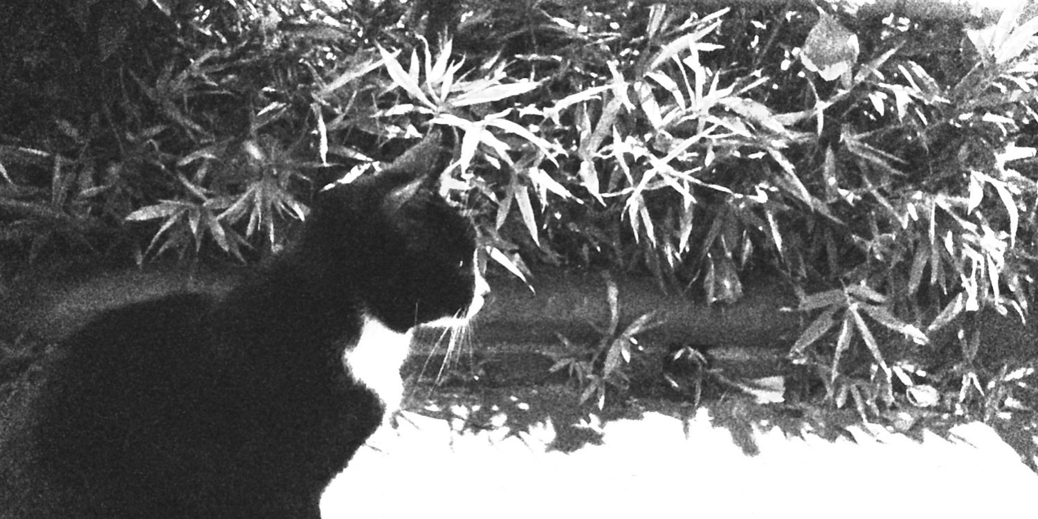 ___  ___  |   | banner