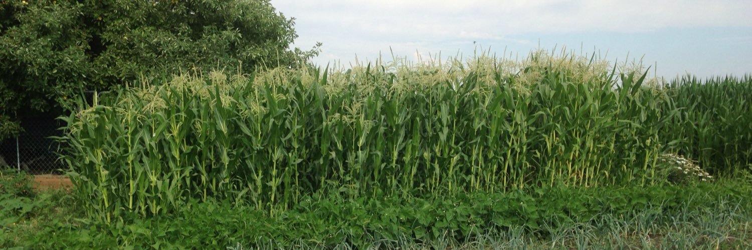 ArlenStrauch's profile banner image