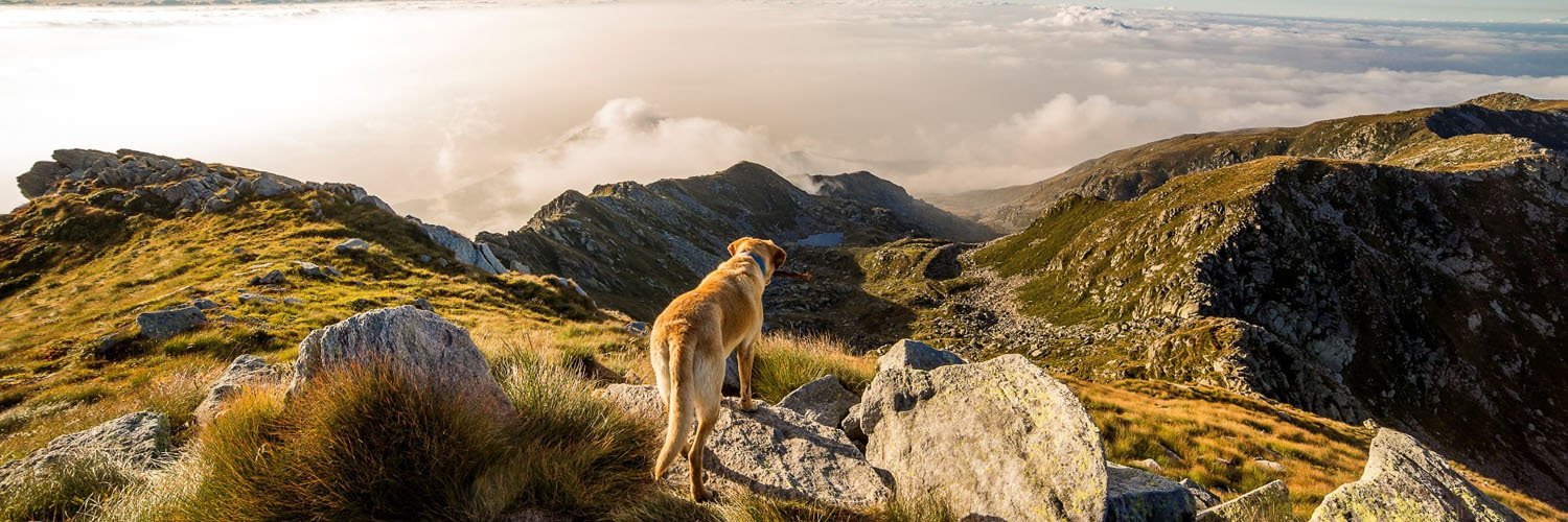 LakesPet's profile banner image